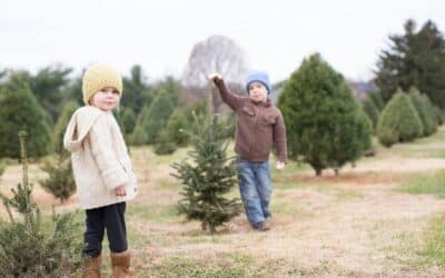 Christmas Tree Farms