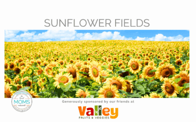 Sunflower Fields