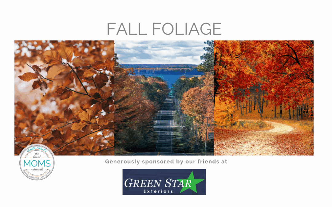 Fall Foliage
